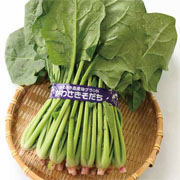 川崎のほうれん草
