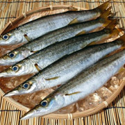江の島カマス