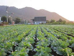 石井佑治さんの農場