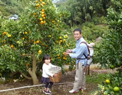 みかんを収穫する秋澤さんと子供