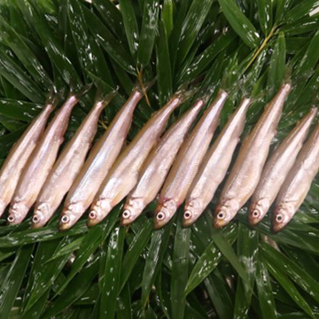 芦ノ湖のわかさぎの写真