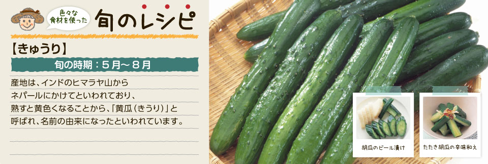 旬のレシピ（きゅうり）
