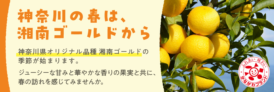 神奈川の春は、湘南ゴールドから