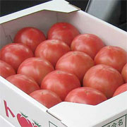 厚木トマト写真