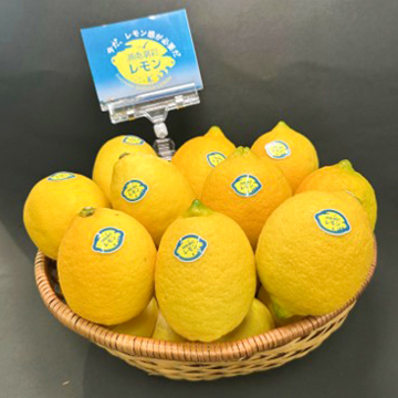 湘南潮彩レモンの写真