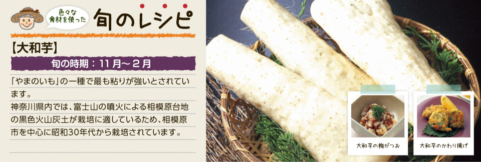 色々な食材を使った旬のレシピ（大和芋）