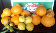 海野柑橘農園の写真
