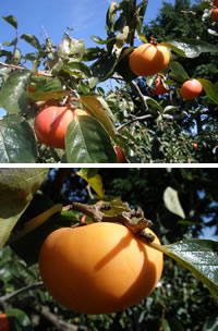 実をつけた柿の木