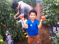 トマトを収穫する子供