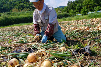 小田原のたまねぎ収穫風景写真
