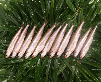 芦ノ湖のわかさぎの写真