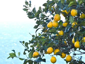 西湘地域の肥沃な土壌で育った湘南潮彩レモンの写真